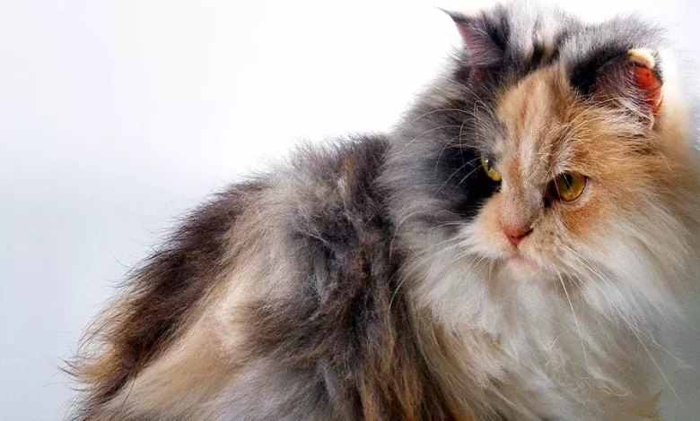 Gato con mucho pelo