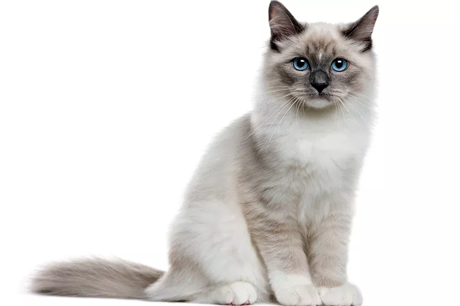 Gato gris Neva masquerade Gato gris Neva masquerade