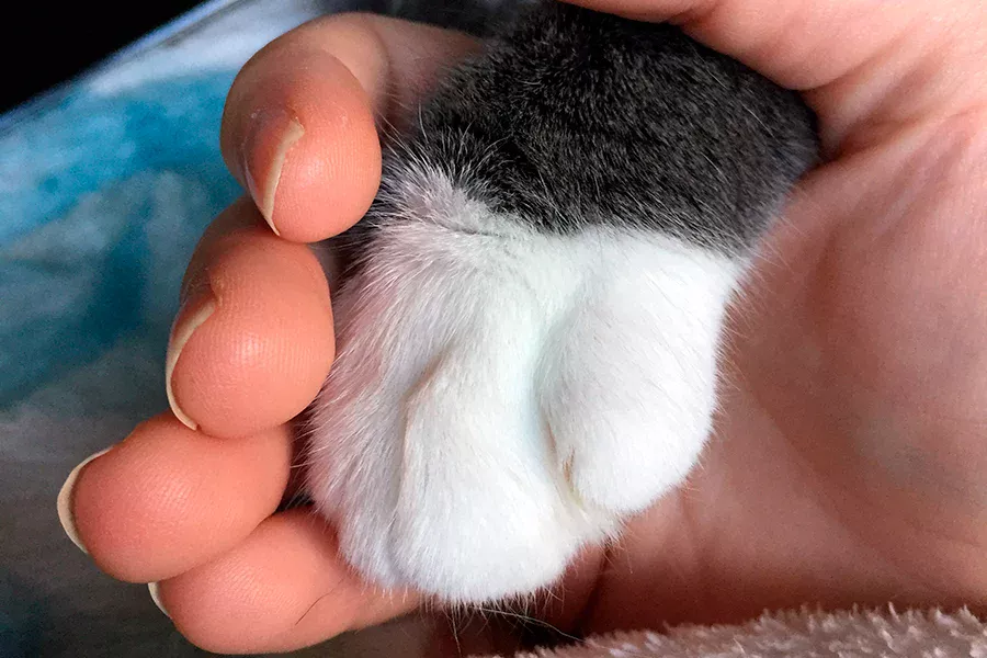 acariciando la pata de un gato acariciando la pata de un gato