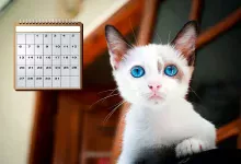 edad humana de un gato