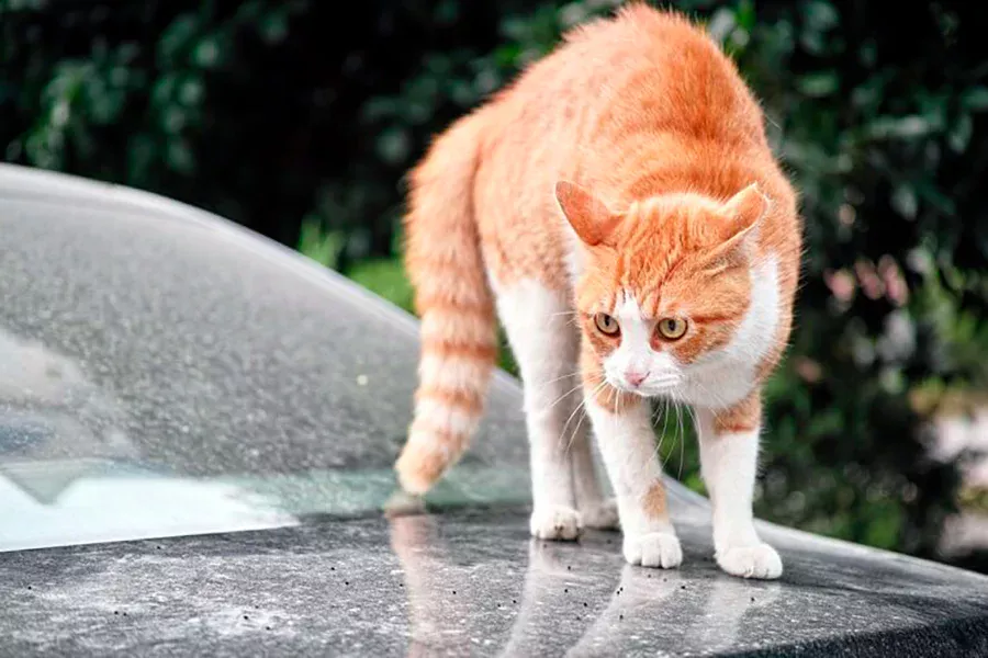 gato con la espalda arqueada quiere atacar