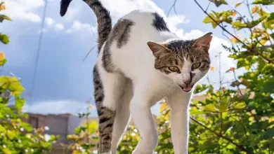 gato con la espalda encorvada