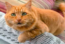 gato de color naranja