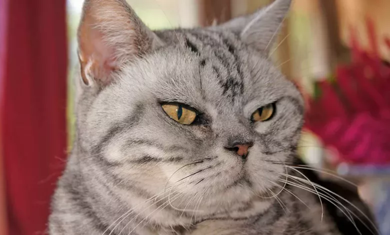 gato enfadado