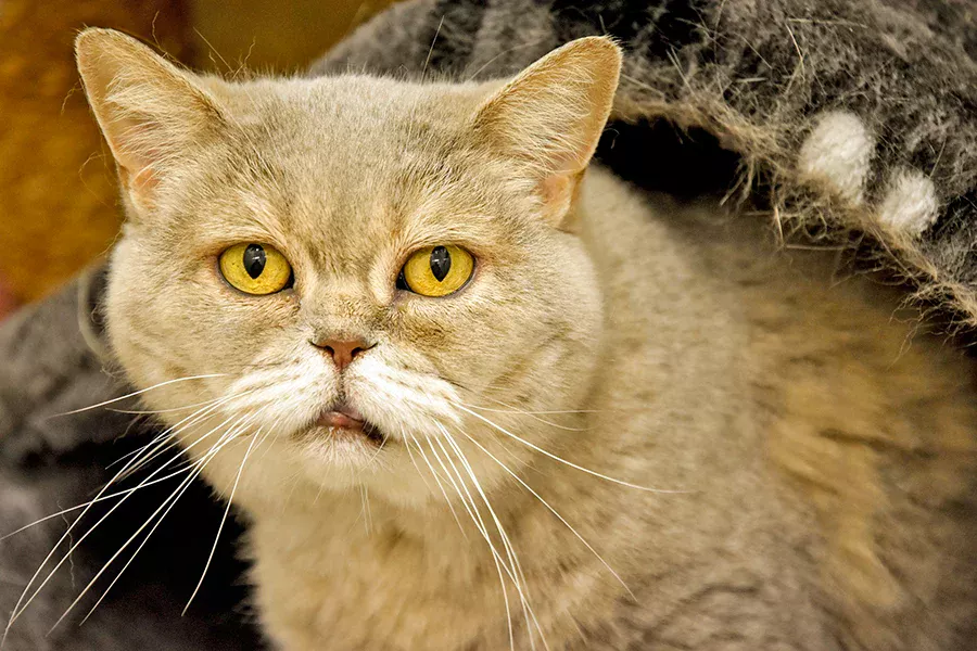 gato longevo gato longevo