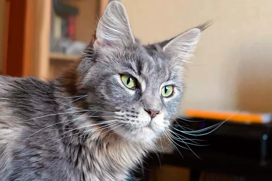 gato maine coon gris