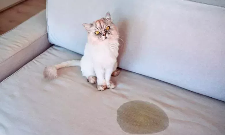 gato orinando