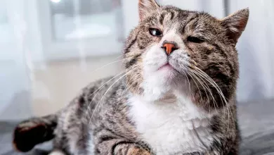 gato que va a morir de viejo