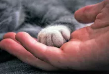 gato se deja tocar las patas