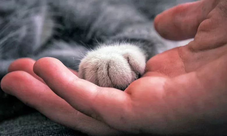 gato se deja tocar las patas