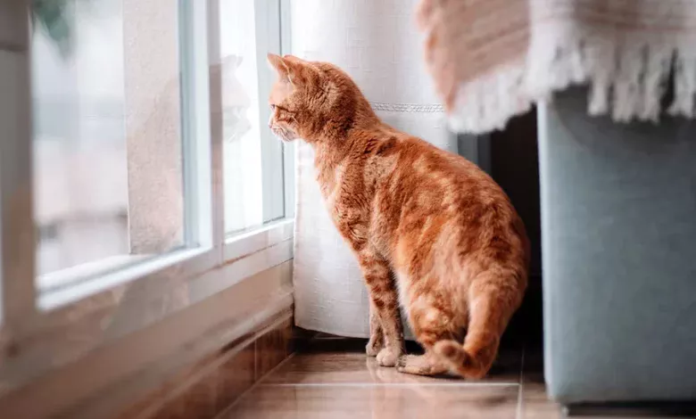 gato solo en casa