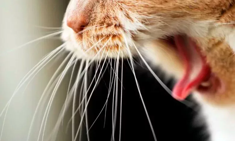 gato vomitando