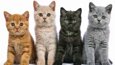 gatos de diferente color