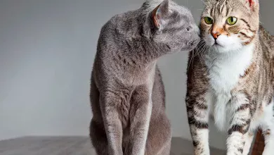 introducir segundo gato en casa