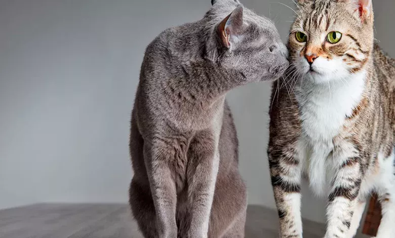 introducir segundo gato en casa