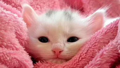 nombres para gatitas