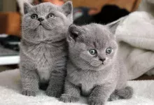 razas de gato de color gris