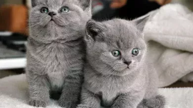 razas de gato de color gris
