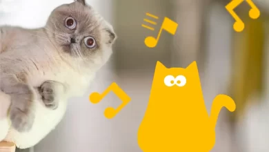 Cancion del senor don gato