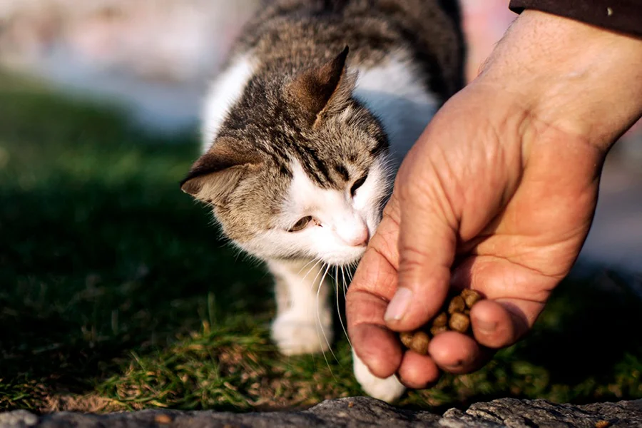 dar comida a un gato sin hogar