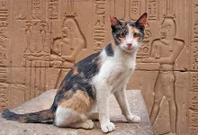 el origen de los gatos historia