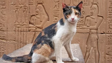 el origen de los gatos historia