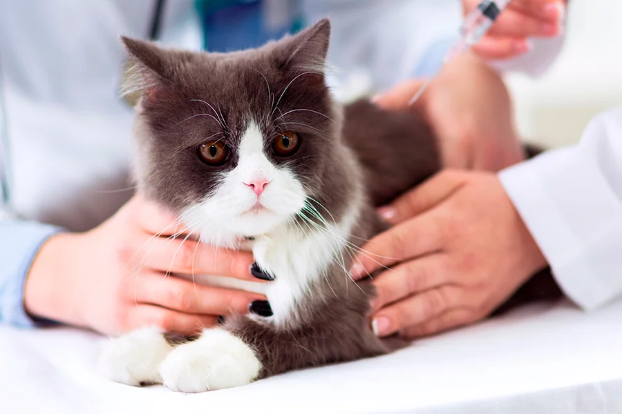 gato con dolor en el veterinario gato con dolor en el veterinario