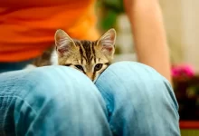 gato con signos de dolor