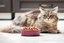 gato esperando que lo acompane a comer