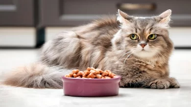 gato esperando que lo acompane a comer