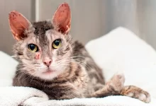 gato infectado de sarna