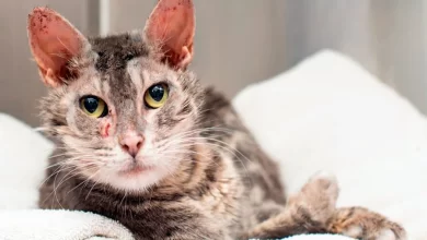 gato infectado de sarna