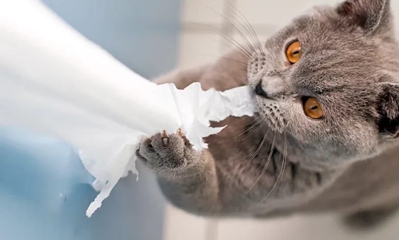 gato rompe papel higienico