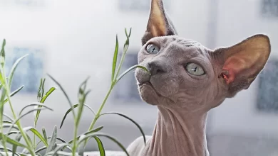 razas sin pelo de gatos