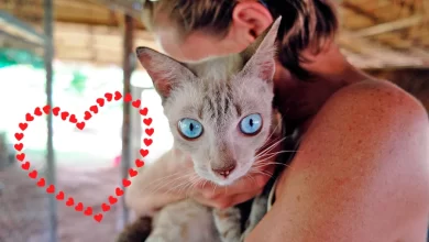 senales de gato que no recibe amor