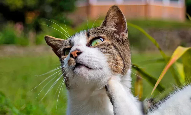 Gato con dapp