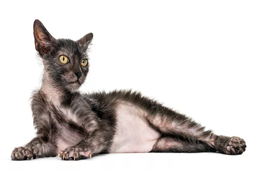 Lykoi gato Lykoi gato