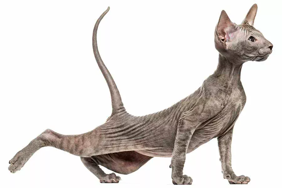 Peterbald gato Peterbald gato