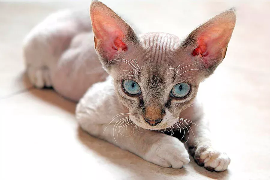 gato Devon Rex gato Devon Rex