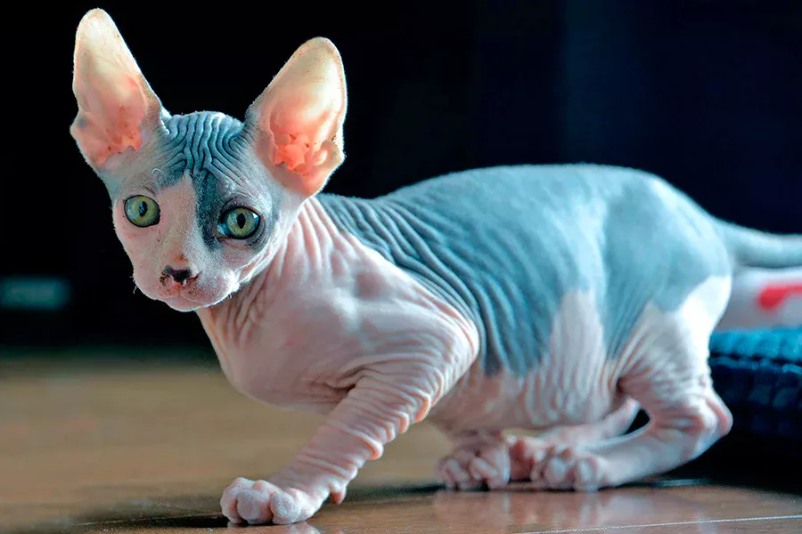 gato Kohana gato Kohana