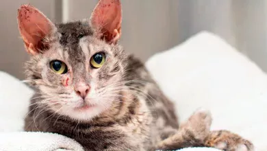 gato infectado de sarna