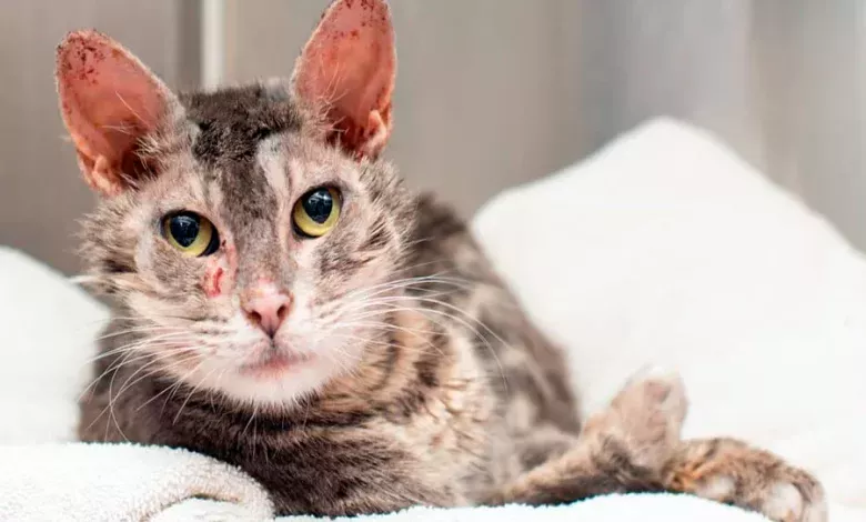 gato infectado de sarna