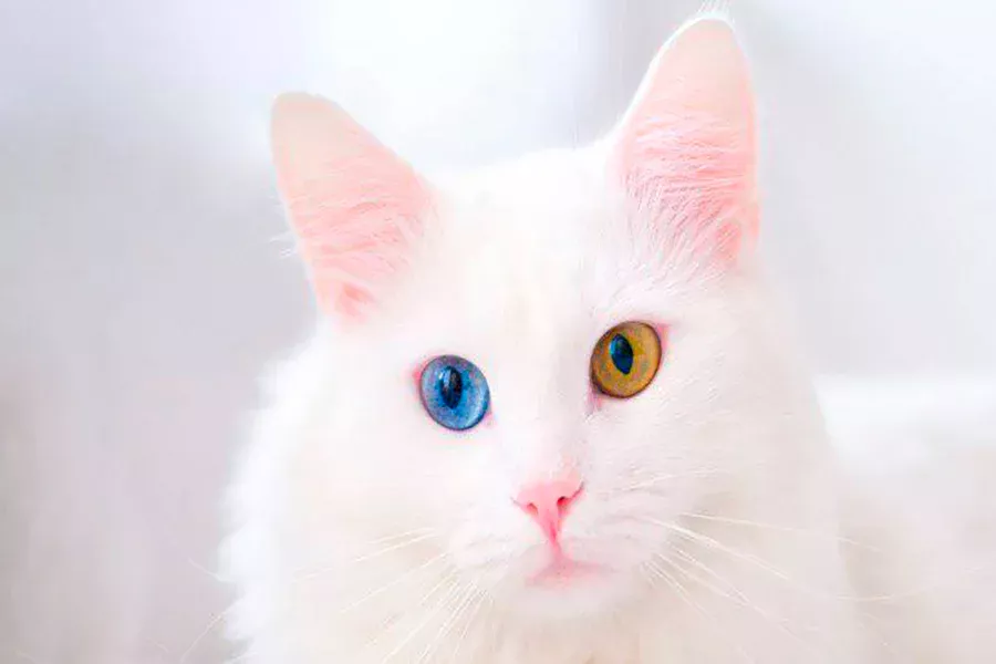 raza angora turco con heterocromia