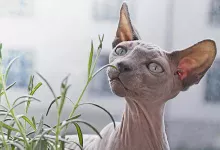 razas sin pelo de gatos