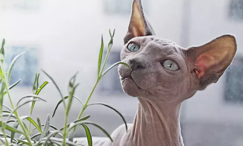razas sin pelo de gatos