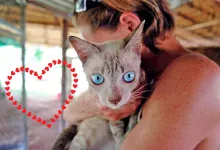 senales de gato que no recibe amor