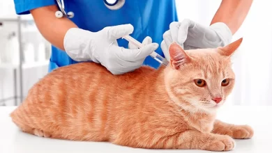 Vacuna para gato
