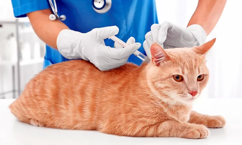 Vacuna para gato