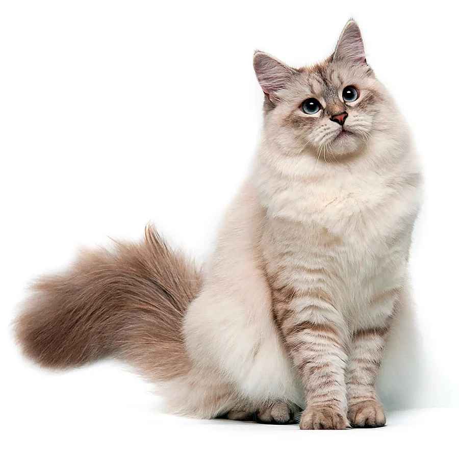 caracteristicas del gato siberiano