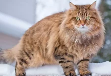 ejemplar de gato siberiano